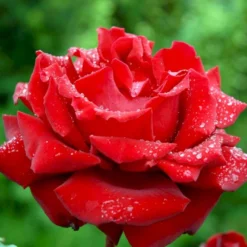 'Ingrid Bergman'® Rosa X 'Ingrid Bergman'® (Storblomstrende) A-Kvalitet,- Barrods Roser Min. 3 Grene -GrønGlæde Salgsbutik p2046 51300 rosa x ingrid bergman storblomstrende 1d3d