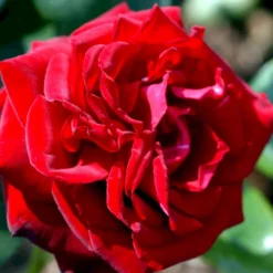 'Ingrid Bergman'® Rosa X 'Ingrid Bergman'® (Storblomstrende) A-Kvalitet,- Barrods Roser Min. 3 Grene -GrønGlæde Salgsbutik p2046 51301 rosa x ingrid bergman storblomstrende b32e