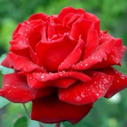 'Ingrid Bergman'® Rosa X 'Ingrid Bergman'® (Storblomstrende) A-Kvalitet,- Barrods Roser Min. 3 Grene -GrønGlæde Salgsbutik p2046 51302 rosa x ingrid bergman storblomstrende d71c