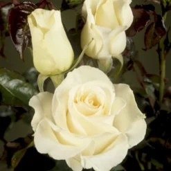 'José Carreras'™ Rosa X 'José Carreras'™ (Storblomstrende) A-Kvalitet,- Barrods Roser Min. 3 Grene