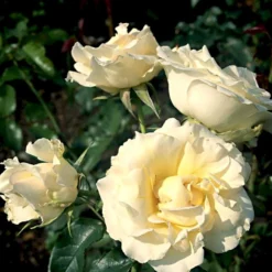 'Kaj Munk'™ Rosa X 'Kaj Munk'™ (storblomstrende) A-Kvalitet,- Barrods Roser Min. 3 Grene 8 'Kaj Munk'™ Rosa X 'Kaj Munk'™ (storblomstrende) A-Kvalitet,- Barrods Roser Min. 3 Grene -GrønGlæde Salgsbutik p2048 51310 rosa x kaj munk storblomstrende c919