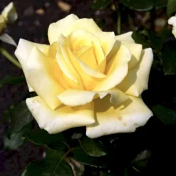 'Kaj Munk'™ Rosa X 'Kaj Munk'™ (storblomstrende) A-Kvalitet,- Barrods Roser Min. 3 Grene 9 'Kaj Munk'™ Rosa X 'Kaj Munk'™ (storblomstrende) A-Kvalitet,- Barrods Roser Min. 3 Grene -GrønGlæde Salgsbutik p2048 51311 rosa x kaj munk storblomstrende 2ef7