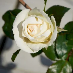 'Karen Blixen'™ Rosa X 'Karen Blixen'™ (Storblomstrende) A-Kvalitet,- Barrods Roser Min. 3 Grene -GrønGlæde Salgsbutik p2049 51313 rosa x karen blixen storblomstrende d408