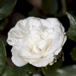 'Karen Blixen'™ Rosa X 'Karen Blixen'™ (Storblomstrende) A-Kvalitet,- Barrods Roser Min. 3 Grene -GrønGlæde Salgsbutik p2049 51314 rosa x karen blixen storblomstrende 671d