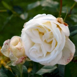 'Karen Blixen'™ Rosa X 'Karen Blixen'™ (Storblomstrende) A-Kvalitet,- Barrods Roser Min. 3 Grene -GrønGlæde Salgsbutik p2049 51315 rosa x karen blixen storblomstrende 0916