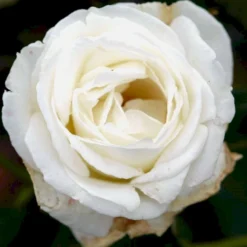 'Karen Blixen'™ Rosa X 'Karen Blixen'™ (Storblomstrende) A-Kvalitet,- Barrods Roser Min. 3 Grene -GrønGlæde Salgsbutik p2049 51316 rosa x karen blixen storblomstrende 09c1