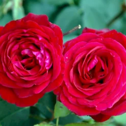 'Leonora Christine'® Rosa X 'Leonora Christine'® (Storblomstrende) A-Kvalitet,- Barrods Roser Min. 3 Grene -GrønGlæde Salgsbutik p2053 51323 rosa x leonora christine storblomstrende 51d3