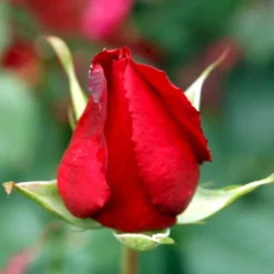 'Leonora Christine'® Rosa X 'Leonora Christine'® (Storblomstrende) A-Kvalitet,- Barrods Roser Min. 3 Grene -GrønGlæde Salgsbutik p2053 51324 rosa x leonora christine storblomstrende e274