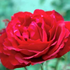 'Leonora Christine'® Rosa X 'Leonora Christine'® (Storblomstrende) A-Kvalitet,- Barrods Roser Min. 3 Grene -GrønGlæde Salgsbutik p2053 51325 rosa x leonora christine storblomstrende b115