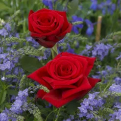 'Leonora Christine'® Rosa X 'Leonora Christine'® (Storblomstrende) A-Kvalitet,- Barrods Roser Min. 3 Grene -GrønGlæde Salgsbutik p2053 53598 rosa x leonora christine storblomstrende 4374