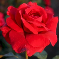 'Leonora Christine'® Rosa X 'Leonora Christine'® (Storblomstrende) A-Kvalitet,- Barrods Roser Min. 3 Grene -GrønGlæde Salgsbutik p2053 53599 rosa x leonora christine storblomstrende 9c32