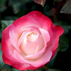 'Nostalgie'® Rosa X 'Nostalgie'® (Storblomstrende) A-Kvalitet,- Barrods Roser Min. 3 Grene