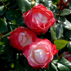 'Nostalgie'® Rosa X 'Nostalgie'® (Storblomstrende) A-Kvalitet,- Barrods Roser Min. 3 Grene -GrønGlæde Salgsbutik p2056 51344 rosa x nostalgie storblomstrende 28e9