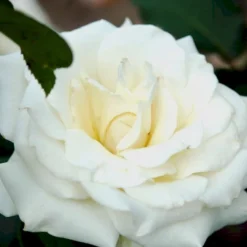 'Pascali' Rosa X 'Pascali' (Storblomstrende) A-Kvalitet,- Barrods Roser Min. 3 Grene -GrønGlæde Salgsbutik p2058 51349 rosa x pascali storblomstrende 4bda