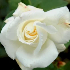 'Pascali' Rosa X 'Pascali' (Storblomstrende) A-Kvalitet,- Barrods Roser Min. 3 Grene -GrønGlæde Salgsbutik p2058 51351 rosa x pascali storblomstrende bc52