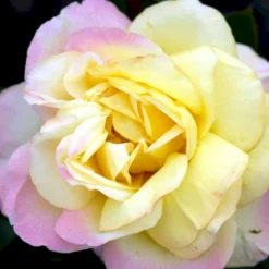 'Peace' Rosa X 'Peace' A-Kvalitet,- Barrods Roser Min. 3 Grene