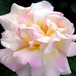 'Peace' Rosa X 'Peace' A-Kvalitet,- Barrods Roser Min. 3 Grene -GrønGlæde Salgsbutik p2059 51353 rosa x peace a155