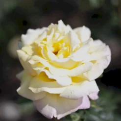 'Peace' Rosa X 'Peace' A-Kvalitet,- Barrods Roser Min. 3 Grene -GrønGlæde Salgsbutik p2059 51354 rosa x peace ef10