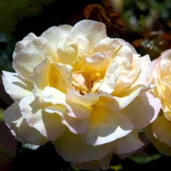 'Peace' Rosa X 'Peace' A-Kvalitet,- Barrods Roser Min. 3 Grene -GrønGlæde Salgsbutik p2059 51355 rosa x peace bc28