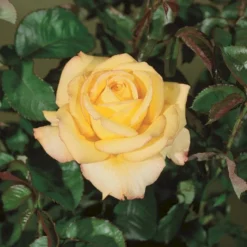 'Peer Gynt'® Rosa X 'Peer Gynt'® (Storblomstrende) A-Kvalitet,- Barrods Roser Min. 3 Grene -GrønGlæde Salgsbutik p2060 53624 rosa x peer gynt storblomstrende 590f