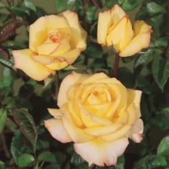 'Peer Gynt'® Rosa X 'Peer Gynt'® (Storblomstrende) A-Kvalitet,- Barrods Roser Min. 3 Grene -GrønGlæde Salgsbutik p2060 53625 rosa x peer gynt storblomstrende 0406