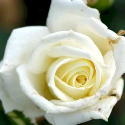 'Polarstern'® Rosa X 'Polarstern'® (Storblomstrende) A-Kvalitet,- Barrods Roser Min. 3 Grene -GrønGlæde Salgsbutik p2063 51360 rosa x polarstern storblomstrende cf05