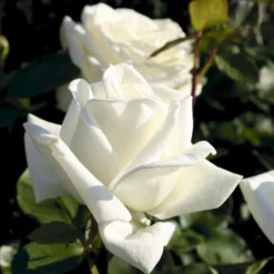 'Polarstern'® Rosa X 'Polarstern'® (Storblomstrende) A-Kvalitet,- Barrods Roser Min. 3 Grene -GrønGlæde Salgsbutik p2063 53989 rosa x polarstern storblomstrende 2777