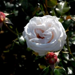 'Royal Copenhagen'™ Rosa X 'Royal Copenhagen'™ (Storblomstrende) A-Kvalitet,- Barrods Roser Min. 3 Grene -GrønGlæde Salgsbutik p2066 51375 rosa x royal copenhagen storblomstrende 9c36