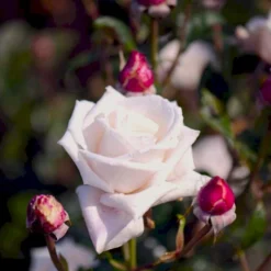 'Royal Copenhagen'™ Rosa X 'Royal Copenhagen'™ (Storblomstrende) A-Kvalitet,- Barrods Roser Min. 3 Grene -GrønGlæde Salgsbutik p2066 51376 rosa x royal copenhagen storblomstrende c6eb