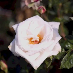 'Royal Copenhagen'™ Rosa X 'Royal Copenhagen'™ (Storblomstrende) A-Kvalitet,- Barrods Roser Min. 3 Grene -GrønGlæde Salgsbutik p2066 51377 rosa x royal copenhagen storblomstrende d8d6