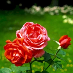 'Super Star'® Rosa X 'Super Star'® (Storblomstrende) A-Kvalitet,- Barrods Roser Min. 3 Grene -GrønGlæde Salgsbutik p2070 51389 rosa x super star storblomstrende fa2a