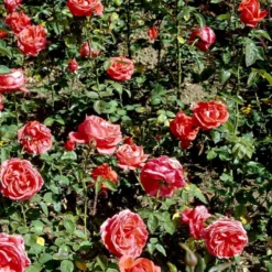 'Super Star'® Rosa X 'Super Star'® (Storblomstrende) A-Kvalitet,- Barrods Roser Min. 3 Grene -GrønGlæde Salgsbutik p2070 51390 rosa x super star storblomstrende 9e6b