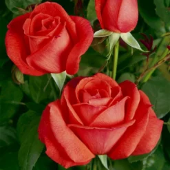 'Super Star'® Rosa X 'Super Star'® (Storblomstrende) A-Kvalitet,- Barrods Roser Min. 3 Grene -GrønGlæde Salgsbutik p2070 53992 rosa x super star storblomstrende 2fd2