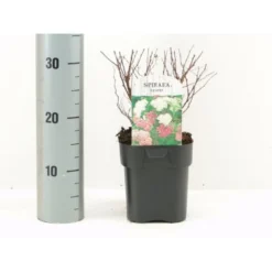Spiræa 'Genpei' Spiraea Japonica 'Genpei' Potte 2,0 Liter,- 25-30 Cm.