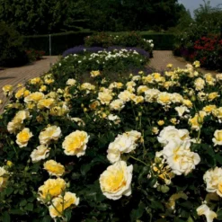 'Tivoli 150'™ Rosa X 'Tivoli 150'™ A-Kvalitet,- Barrods Roser Min. 3 Grene -GrønGlæde Salgsbutik p2073 51395 rosa x tivoli 150 0108