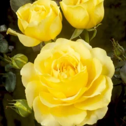 'Tivoli 150'™ Rosa X 'Tivoli 150'™ A-Kvalitet,- Barrods Roser Min. 3 Grene -GrønGlæde Salgsbutik p2073 51397 rosa x tivoli 150 24f5