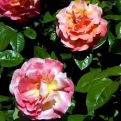 'Troika' Rosa X 'Troika' (Storblomstrende) A-Kvalitet,- Barrods Roser Min. 3 Grene -GrønGlæde Salgsbutik p2074 51400 rosa x troika storblomstrende 6047