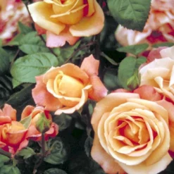 'Troika' Rosa X 'Troika' (Storblomstrende) A-Kvalitet,- Barrods Roser Min. 3 Grene -GrønGlæde Salgsbutik p2074 51401 rosa x troika storblomstrende 4b96