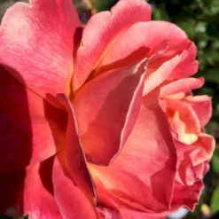 'Troika' Rosa X 'Troika' (Storblomstrende) A-Kvalitet,- Barrods Roser Min. 3 Grene -GrønGlæde Salgsbutik p2074 51402 rosa x troika storblomstrende 01c6