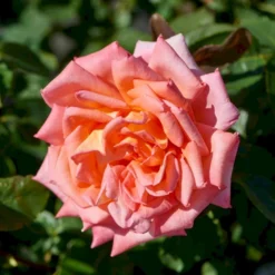 'Victor Borge'™ Rosa X 'Victor Borge'™ (Storblomstrende) A-Kvalitet,- Barrods Roser Min. 3 Grene