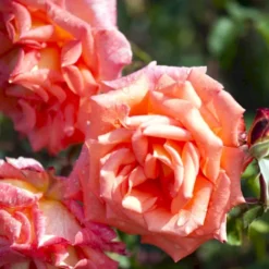 'Victor Borge'™ Rosa X 'Victor Borge'™ (Storblomstrende) A-Kvalitet,- Barrods Roser Min. 3 Grene -GrønGlæde Salgsbutik p2076 51408 rosa x victor borge storblomstrende 8c6e