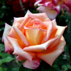 'Victor Borge'™ Rosa X 'Victor Borge'™ (Storblomstrende) A-Kvalitet,- Barrods Roser Min. 3 Grene -GrønGlæde Salgsbutik p2076 51409 rosa x victor borge storblomstrende 5a55