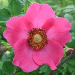 'Kristine' Rosa Moyesii 'Kristine' (Mandarinrose) A-Kvalitet,- Barrods Roser Min. 3 Grene