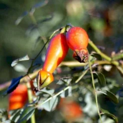 'Kristine' Rosa Moyesii 'Kristine' (Mandarinrose) A-Kvalitet,- Barrods Roser Min. 3 Grene -GrønGlæde Salgsbutik p20933 53443 rosa moyesii kristine mandarinrose 44c0