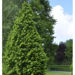 Søjleavnbøg 'Lucas' Carpinus Betulus 'Lucas' Potte 7,5 Liter 150-175 Cm.