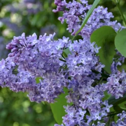 Almindelig Syren Syringa Vulgaris Solitær Busk 150-175 Cm. - Med Klump -GrønGlæde Salgsbutik p2098 54116 syringa vulgaris d30c