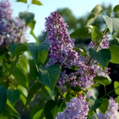 Almindelig Syren Syringa Vulgaris Solitær Busk 150-175 Cm. - Med Klump -GrønGlæde Salgsbutik p2098 54117 syringa vulgaris e2e1