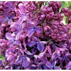 'Charles Joly' Syringa Vul. 'Charles Joly' (storblomstrende) Potte 12 Liter,- 80-100 Cm. -GrønGlæde Salgsbutik p2103 39683 syringa vul charles joly storblomstrende abdf