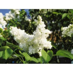 'Mme Lemoine' Syringa Vul, 'Mme. Lemoine' (storblomstrende) Potte 12 Liter,- 80-100 Cm. -GrønGlæde Salgsbutik p2107 1647 syringa vulgaris mme lemoine f290