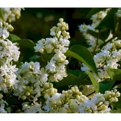 'Primrose' Syringa Vul. 'Primrose' (storblomstrende) Med Klump,- 125-150 Cm.